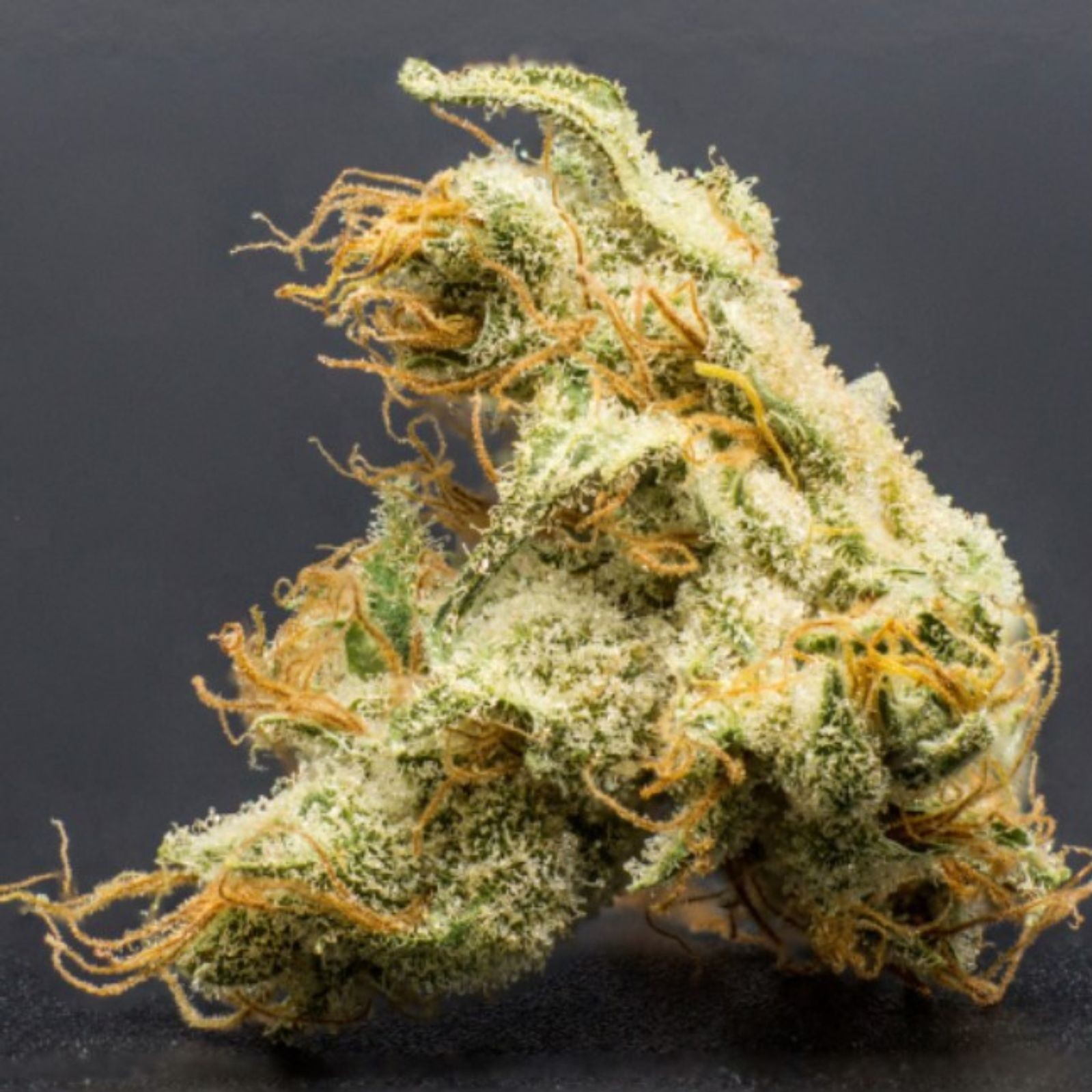 Dutch Treat Haze Leafly